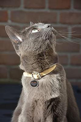 Spotted! Pro Dog And Cat Small