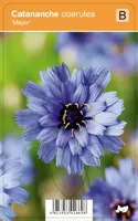 V.I.P.S. Catananche coerulea ''Major'' - blauwe strobloem p9 - thumbnail
