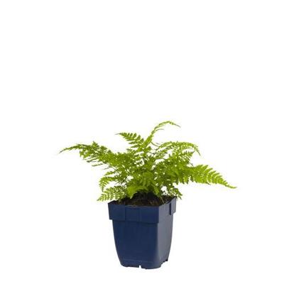 Athyrium filix-femina vaste plant Griffioen - Griffioen Athyrium filix-femina vaste plant Griffioen - Griffioen