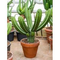 Polaskia cactus chichipe XXL kamerplant - thumbnail
