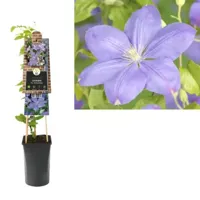 Lila bosrank (Clematis "Mrs. Cholmondeley") klimplant - thumbnail