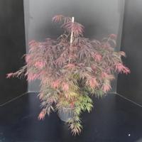 Japanse esdoorn (Acer palmatum "Garnet") heester - 60-80 cm - 1 stuks - thumbnail