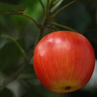 Kunst Appelboom Deluxe XL 280cm - thumbnail