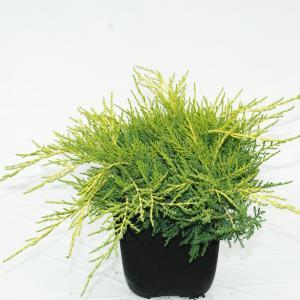 Jeneverbes (Juniperus media "Old Gold") conifeer Jeneverbes (Juniperus media "Old Gold") conifeer