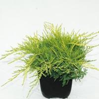 Jeneverbes (Juniperus media "Old Gold") conifeer - thumbnail