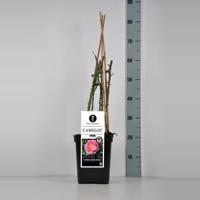 Klimroos (rosa "Camelot"®) - thumbnail