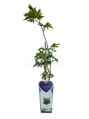 Braam - Rubus f. Thornless Evergreen H.50-60cm Braam - Rubus f. Thornless Evergreen H.50-60cm
