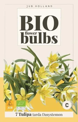 Bio tulp dasystemon tarda 7 bollen