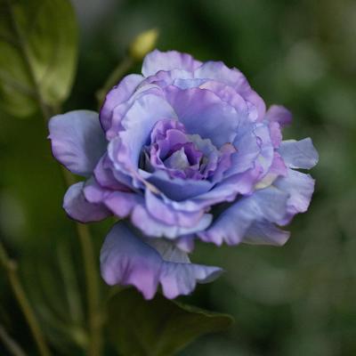 Lisianthus Kunsttak 61cm Blauw