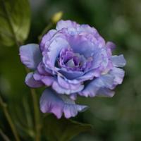 Lisianthus Kunsttak 61cm Blauw - thumbnail