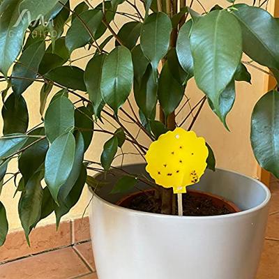 Gardigo 668005 Kleefplaatje voor insecten Plakfolie (b x h) 8.3 cm x 21.5 cm Geel 5 stuk(s)