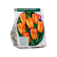 Tulp - thumbnail