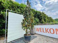 Magnolia Grandiflora Gallisoniensis - hoogte 400 cm - thumbnail