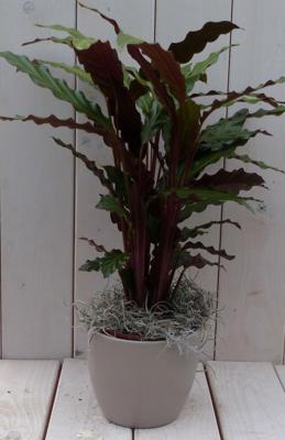 Calathea rood blad taupe pot 40 cm Warentuin Natuurlijk - Warentuin natuurlijk