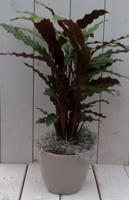 Calathea rood blad taupe pot 40 cm Warentuin Natuurlijk - Warentuin natuurlijk - thumbnail