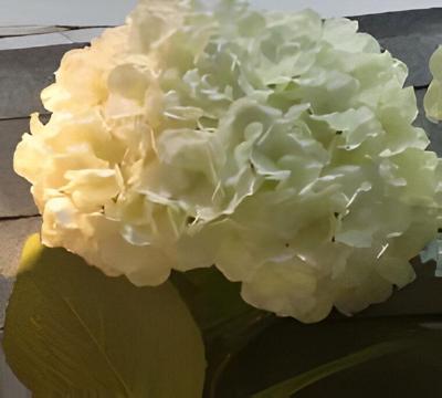 Kunst hortensia tak wit 92 cm Buitengewoon de Boet - Buitengewoon de boet Kunst hortensia tak wit 92 cm Buitengewoon de Boet - Buitengewoon de boet