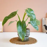 Philodendron - Jose Bueno - P15 - thumbnail
