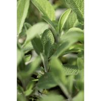 Sonnentor Losse Salie Thee - thumbnail