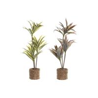 Decoratieve plant Home ESPRIT Polyethyleen Vezel 30 x 30 x 75 cm (2 Stuks) - thumbnail