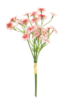 Dianthus bundle pink 27cm - thumbnail
