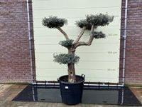 Olijfboom Pon Pon - Olea Europaea - thumbnail