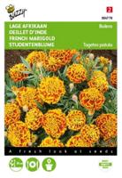 Zaden Tagetes lage Afrikaan Bolero Buzzy - Buzzy - thumbnail