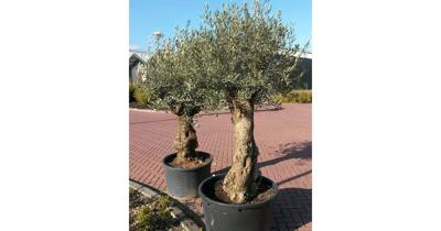 Olijfboom Olea 240 cm XL-stam Olijfboom Warentuin Natuurlijk - Warentuin natuurlijk