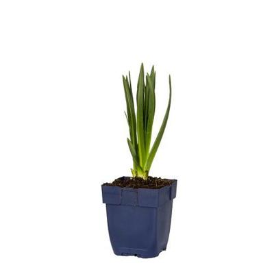 Camassia leichtlinii Caerulea vaste plant Griffioen - Griffioen