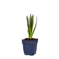 Camassia leichtlinii Caerulea vaste plant Griffioen - Griffioen - thumbnail