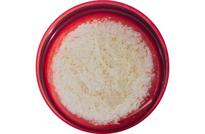 MSR Guardian Purifier Cartridge Replacement filter MSR Guardian Purifier Cartridge Replacement filter