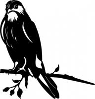 Geluksvogel havik - thumbnail