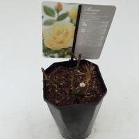 Struikroos Rosa Arthur Bell Arie Bouman - Arie bouman - thumbnail