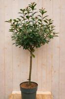 Glansmispel Photinia Devil's Dream h 140 cm st. h 50 cm boom witte bloemen Warentuin Natuurlijk - Warentuin natuurlijk - thumbnail