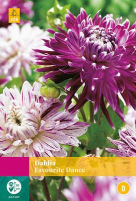 JUB X3 Dahlia Favourite Dance