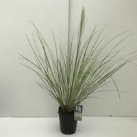 Dwergpampasgras (Cortaderia selloana "Mini Silverpampas") siergras - In 5 liter pot - 1 stuks - thumbnail