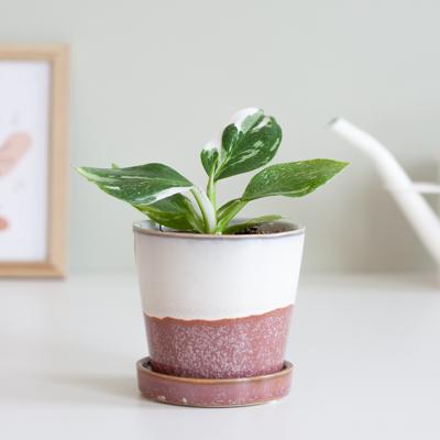 Philodendron White Wizard (mini) - P9