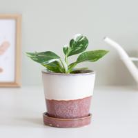 Philodendron White Wizard (mini) - P9 - thumbnail