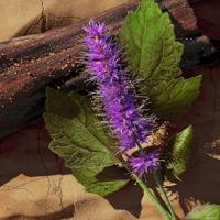 Davidoff Zino Deo Stick 75ml Deodorant Heren - thumbnail