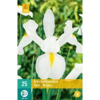 Iris Hollandica Wit Bloembol JUB 25 bollen - Jub - thumbnail