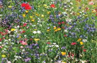 Tuindoek bloemenveld 210x140cm Customize-it - Customize it - thumbnail