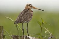 Tuinschilderij grutto 130x70cm grs Customize-it - Customize it - thumbnail