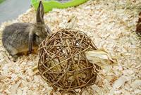 HAPPY PET SPEELBAL WILG NATURE FIRST - thumbnail