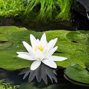 Witte dwergwaterlelie (Nymphaea Tetragona) waterlelie (6-stuks) Witte dwergwaterlelie (Nymphaea Tetragona) waterlelie (6-stuks)