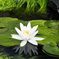 Witte dwergwaterlelie (Nymphaea Tetragona) waterlelie (6-stuks) - thumbnail