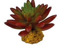 Plant succulent red Repto - Repto - thumbnail