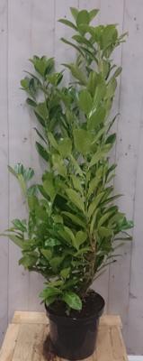 Prunus Rotundifolia 130 cm Laurier Warentuin Natuurlijk - Warentuin natuurlijk