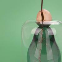 Avocado ontkiemvaas - thumbnail