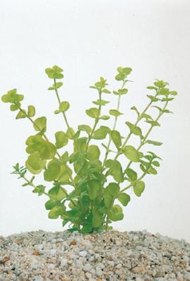 2 stuks! Lysimachia nummularia potmaat P9 Penningkruid Moerings - Moerings