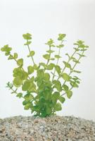 2 stuks! Lysimachia nummularia potmaat P9 Penningkruid Moerings - Moerings - thumbnail