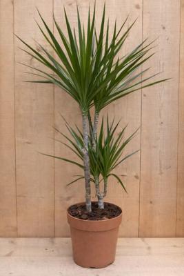 Drakenbloedboom Dracaena Fragrans Marginata Green/Groen H60-80 cm potmaat 19 cm 2 stammen kamerplant Warentuin Natuurlijk - Warentuin natuurlijk